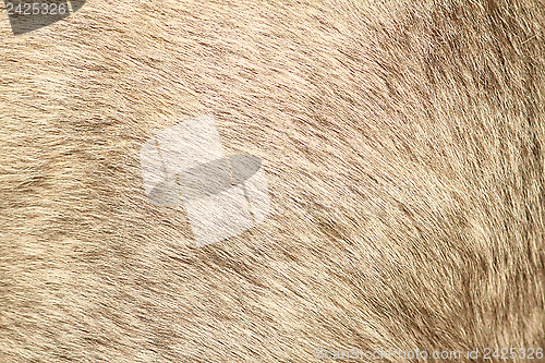 Image of fur texture of a short hair pony