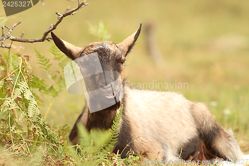 Image of goat relaxing in the grass