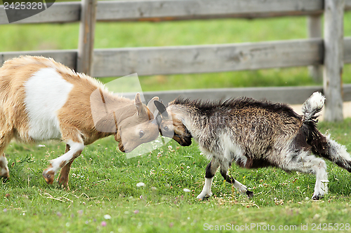 Image of goats fighting with their heads