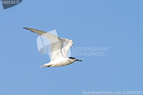 Image of juvenile common tern, sterna hirundo