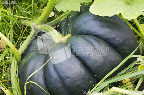 Image of Dark colored pumpkin