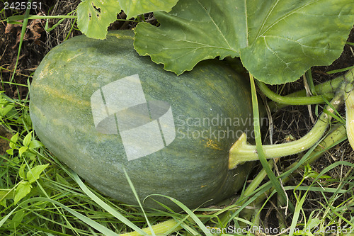 Image of Dark colored large pumpkin hiding in bushes