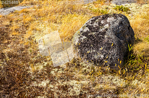 Image of Mossy stone in yellow grass