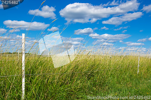 Image of Green pasture under the blue sky