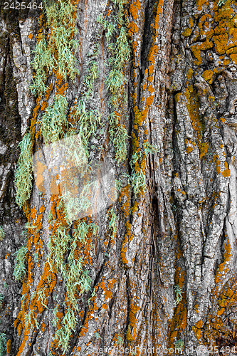 Image of Colorful moss on a tree