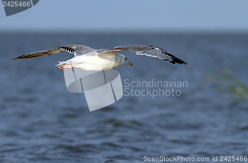 Image of larus argentatus flying over the sea