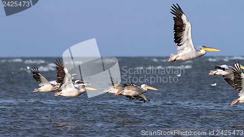 Image of pelicans taking off in group