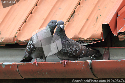 Image of pigeons being affective