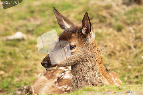 Image of red deer calf, cervus elaphus