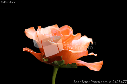 Image of red flower over dark background