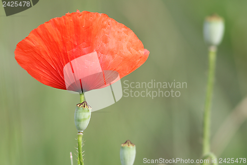 Image of red poppy and buds