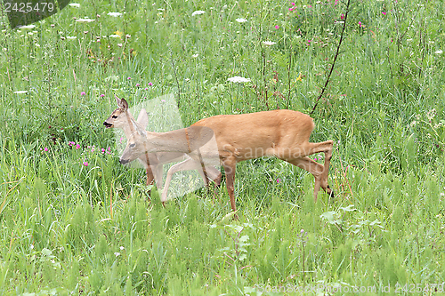Image of roe deers in the grass