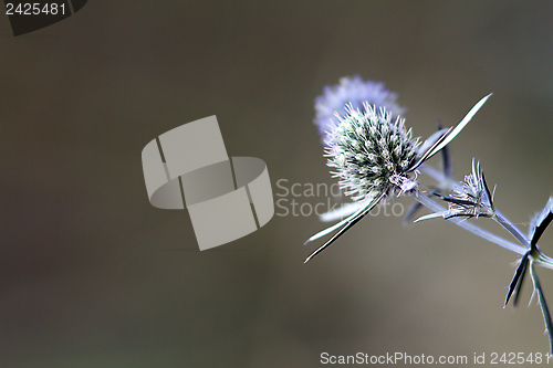 Image of sea holly blue with space for text