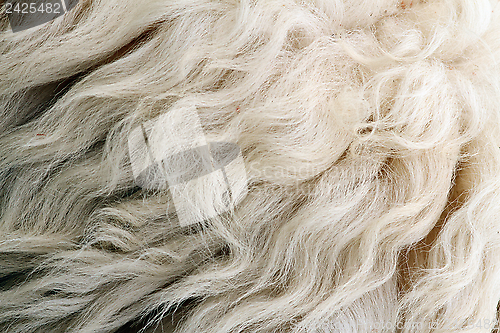 Image of sheep white fur