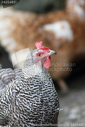 Image of striped hen portrait