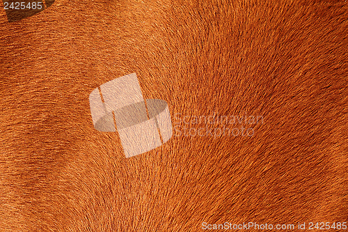 Image of textured pelt of a brown horse