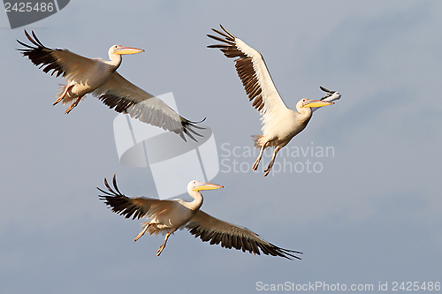 Image of three great pelicans flying