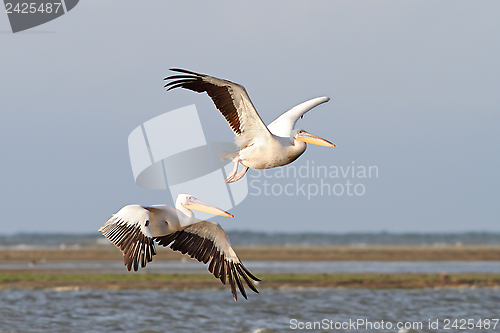 Image of two pelicans flying over the sea