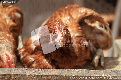Image of ugly nervous hen