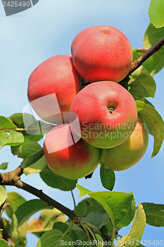 Image of Red Apples on a Tree