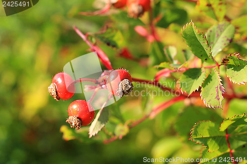 Image of Wild Rose Hips in Autumn