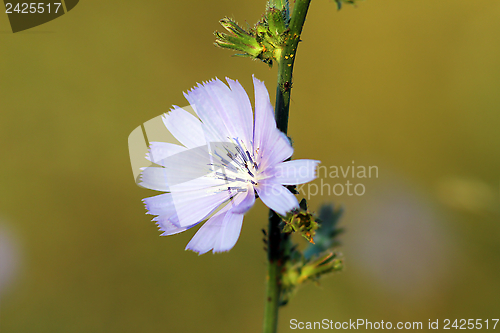 Image of wild common chicory