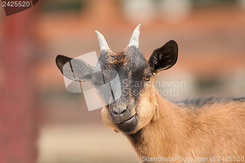 Image of young goat portrait