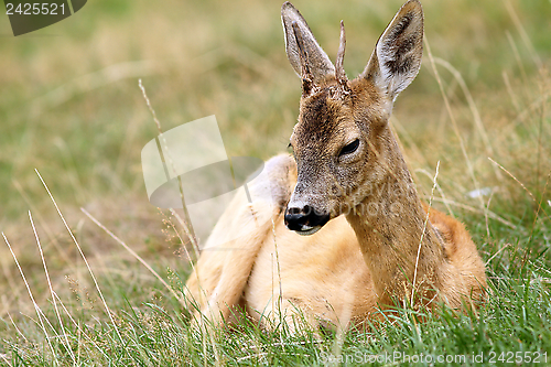 Image of young roebuck with small trophy