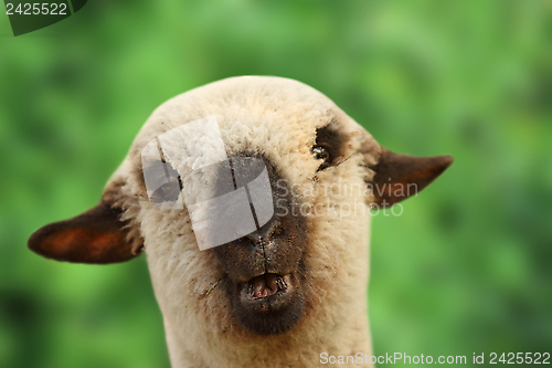 Image of young sheep portrait