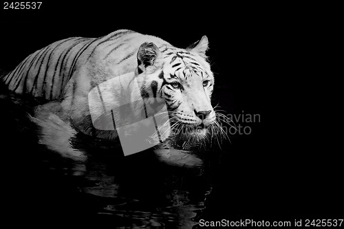 Image of White Tiger