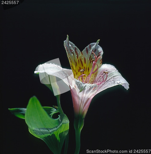 Image of Lily