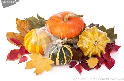 Image of group of pumpkins