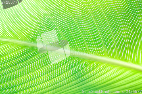 Image of Canna