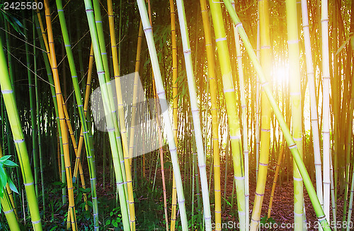 Image of Bamboo forest