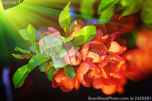 Image of Chaenomeles flowers