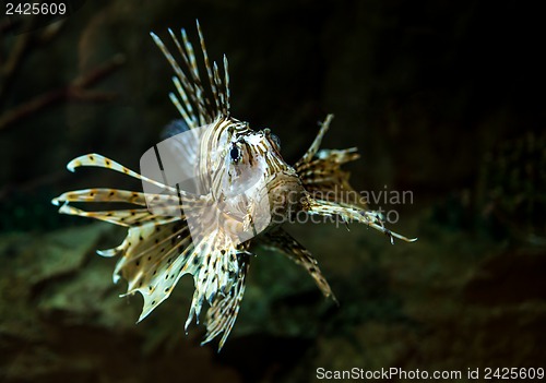 Image of Pterois radiata