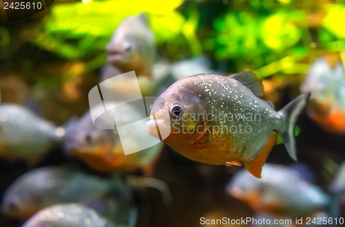 Image of Piranha - Colossoma macropomum
