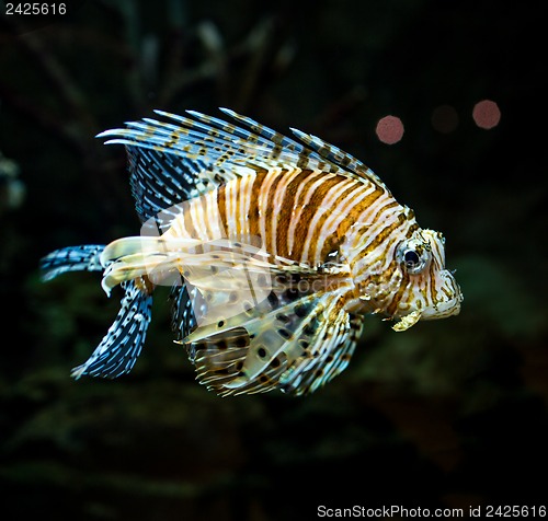 Image of Pterois radiata