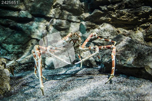 Image of Japanese spider crab - (Macrocheira kaempferi)
