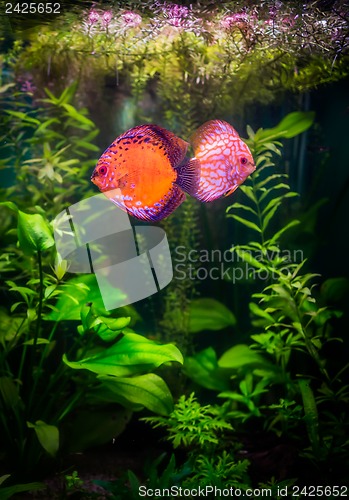 Image of Symphysodon discus