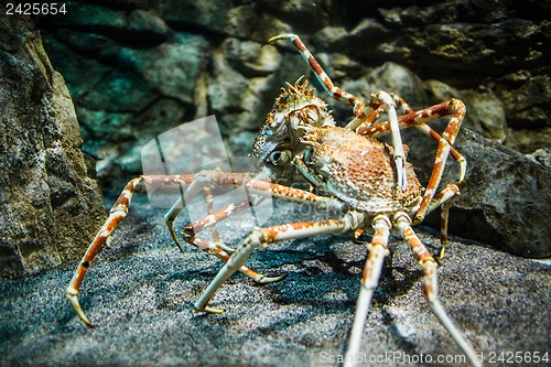 Image of Japanese spider crab - (Macrocheira kaempferi)