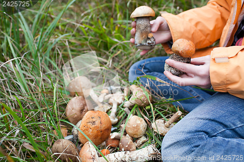 Image of Harvest of fresh wild mushrooms