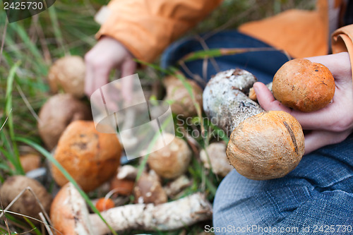 Image of Harvest of fresh wild mushrooms