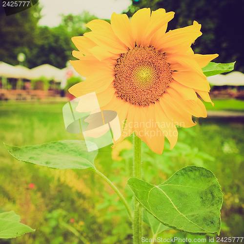 Image of Retro look Sunflower flower