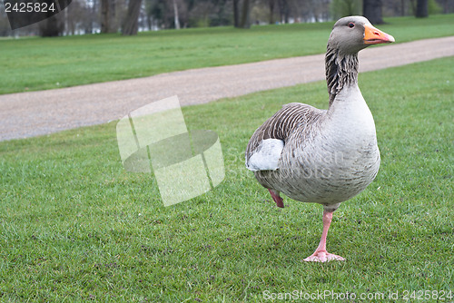 Image of Wild canadian goose 