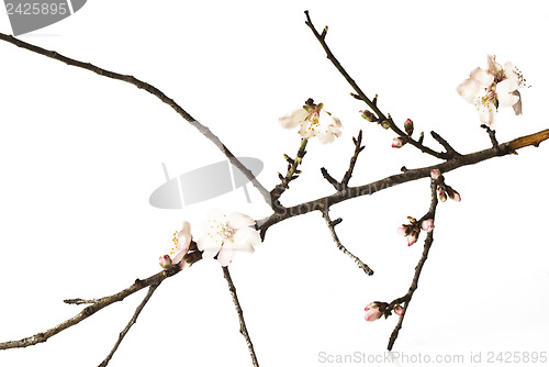 Image of The almond tree pink flowers with branches