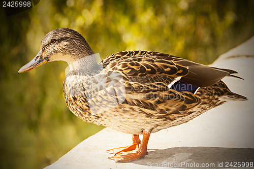 Image of Female duck