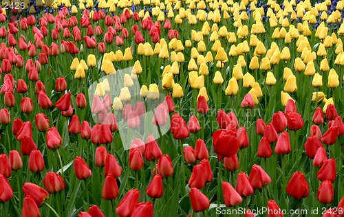 Image of Tulips -color mix