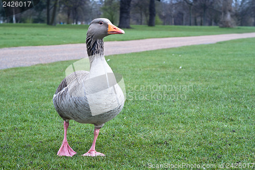 Image of Wild canadian goose 