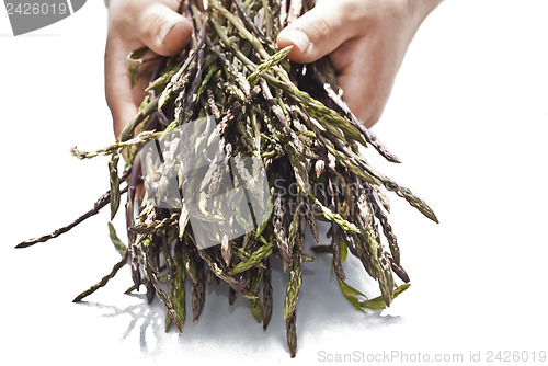 Image of Fresh asparagus in his hands